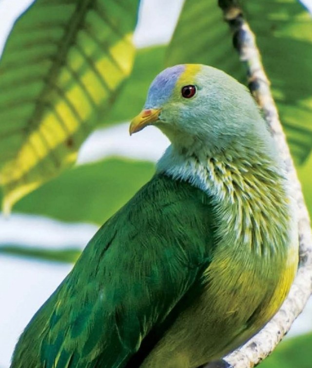 L’oiseau ’ū’upa, le pigeon vert de Polynésie, perché sur une branche